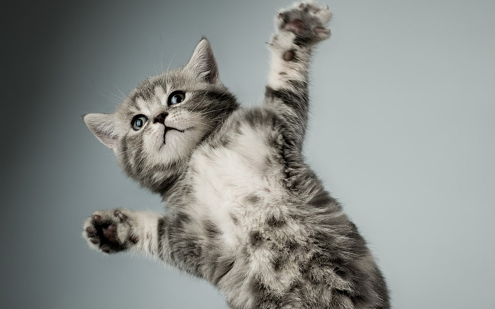 photography of gray Tabby Kitten HD wallpaper