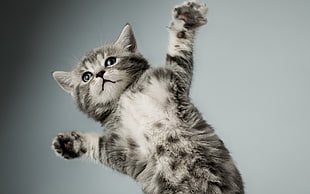 photography of gray Tabby Kitten