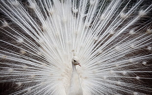 close up photo of white Peacock HD wallpaper