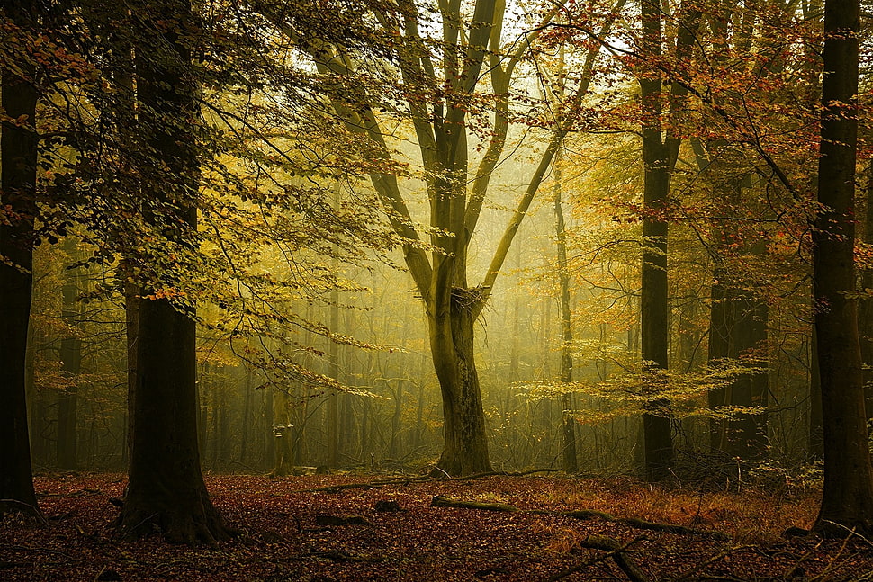 leafed forest tree lot, landscape, nature, fall, forest HD wallpaper