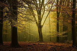 leafed forest tree lot, landscape, nature, fall, forest
