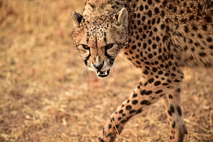 closeup photo of Cheetah, africa