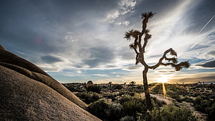 landscape photography of bare tree near rock formation during golden hour, joshua tree national park, california
