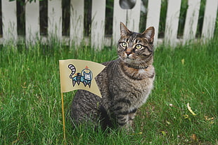 brown tabby cat, Cat, Small flag, Grass