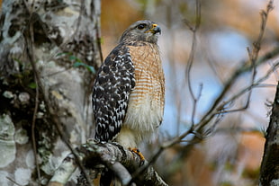 black and brown bird during daytime, red-shouldered hawk, buteo lineatus, corkscrew swamp sanctuary, naples, florida
