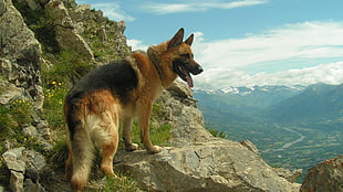German Shepherd on top of gray rock during daytime, dog, German Shepherd, animals, mountains