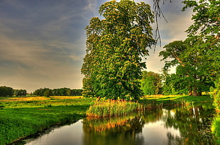 green leaf tree near body of water HD wallpaper
