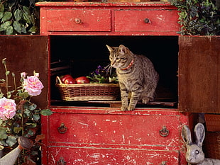 brown tabby cat in red wooden cabinet