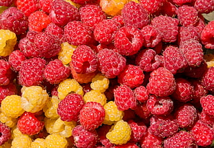 yellow and red raspberries