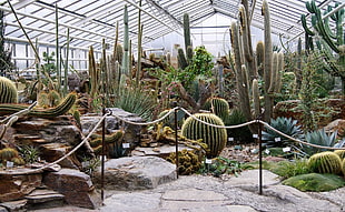 assorted cacti inside the room