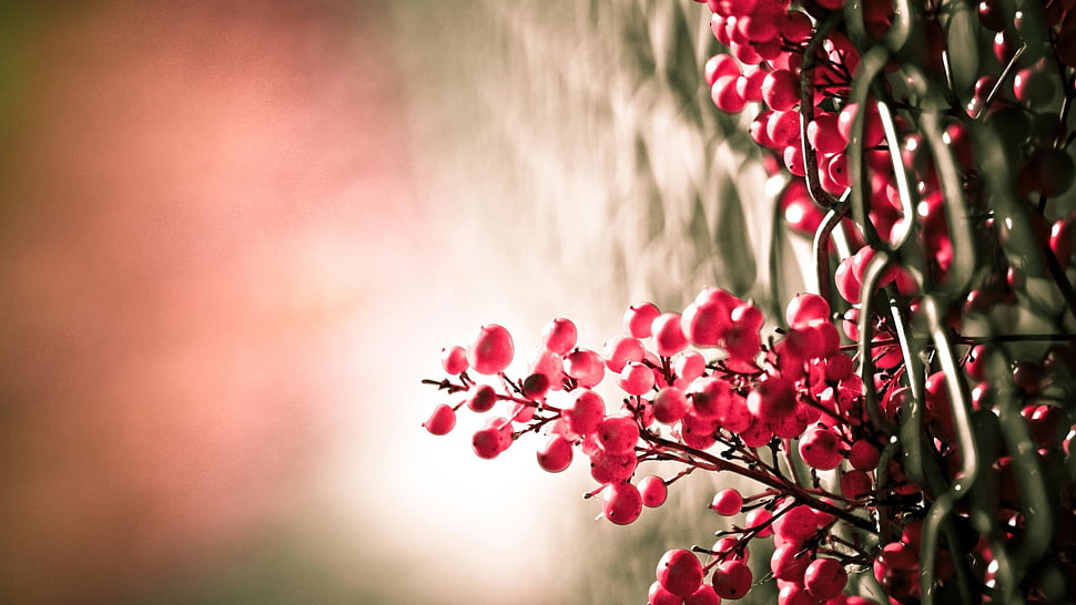 bunch of red berries, photography, nature, plants, flowers HD wallpaper