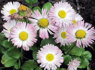 closeup photo of pink sunflowers