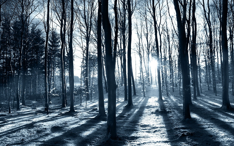 brown trees, landscape, winter HD wallpaper