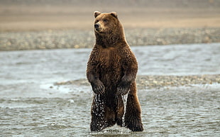 brown bear on body of water HD wallpaper