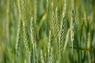 selective focus photography of green wheat HD wallpaper