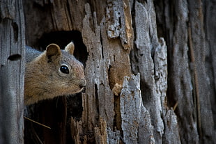 brown squirrel beside tree trunk, golden-mantled ground squirrel