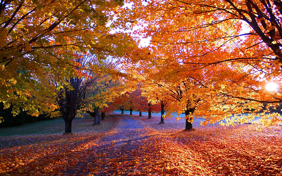 orange leaves tree, nature, fall, park, leaves HD wallpaper