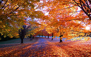 orange leaves tree, nature, fall, park, leaves