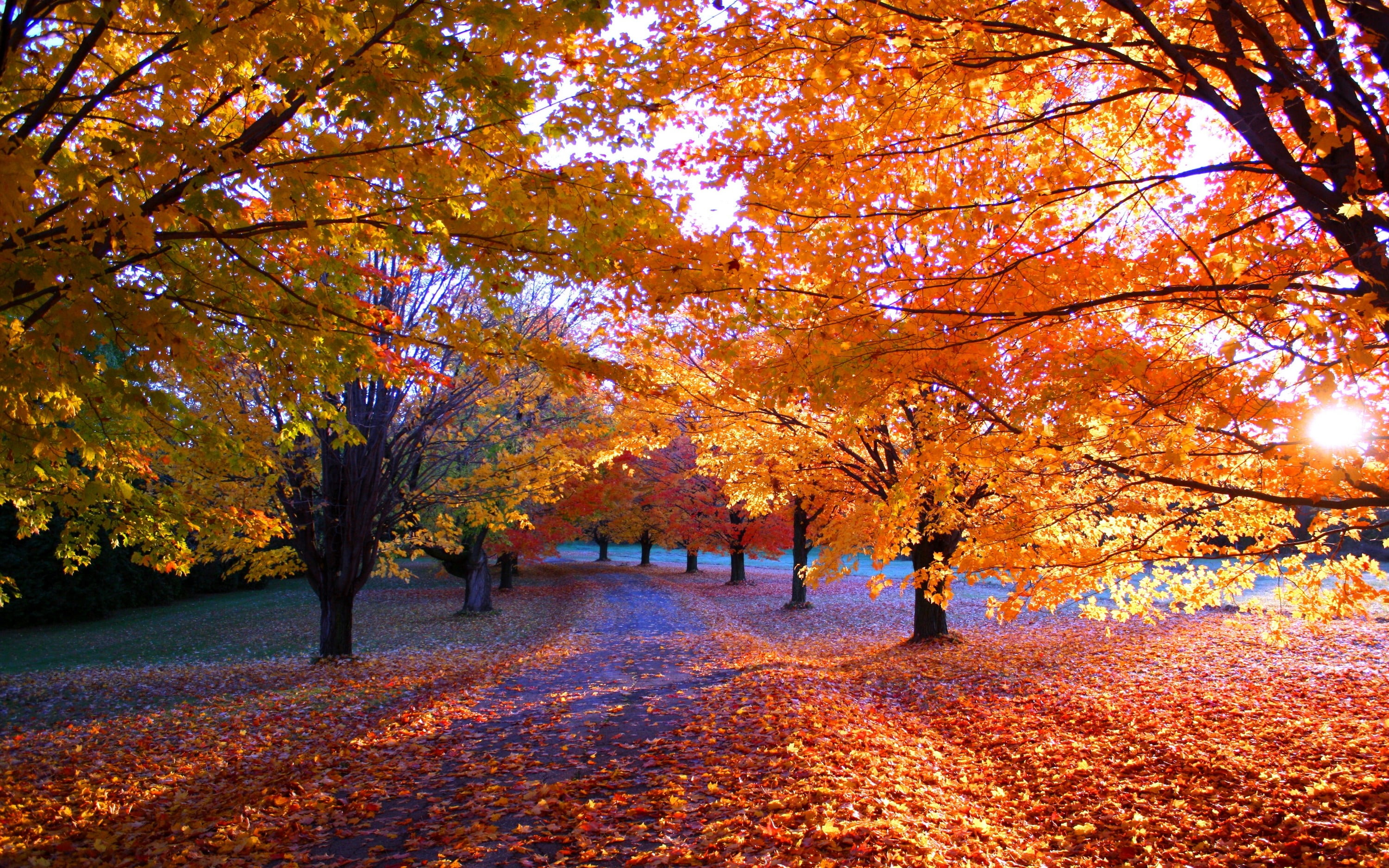 orange leaves tree, nature, fall, park, leaves