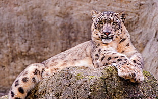 photo of brown and black wildcat sitting on rock