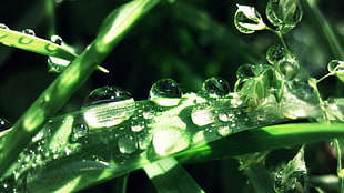 close up photo of water drops on green leaf