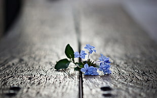 selective focus photography of blue flowers on brown wooden panel