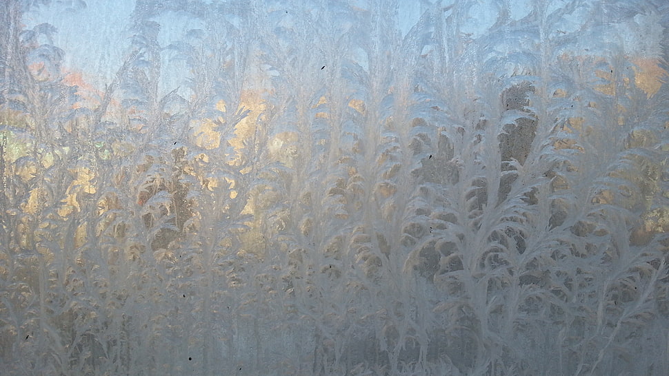 white and gray floral textile, ice, winter, cold HD wallpaper