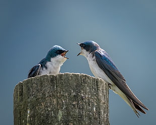 tiltshift lens photography of blue and white birds, tree swallows