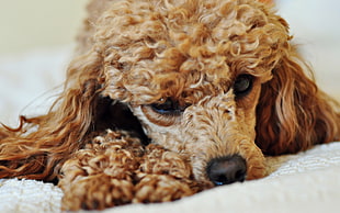brown toy poodle laying down on white cushion