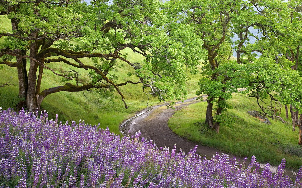 purple Lavender Fields HD wallpaper