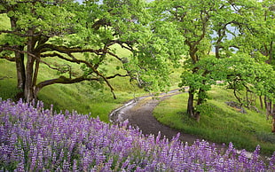 purple Lavender Fields