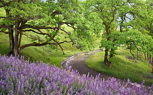 purple Lavender Fields HD wallpaper