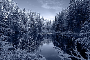 photo of river surrounded with snow-covered trees