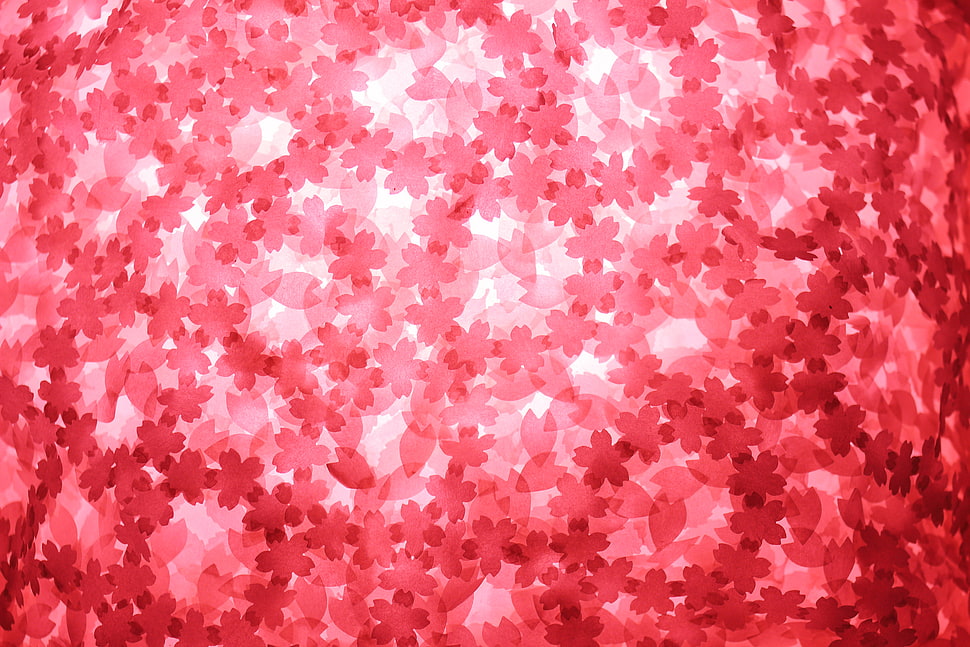red floral pattern closeup photo HD wallpaper