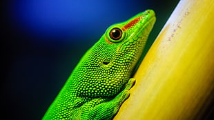 green reptile on bamboo post HD wallpaper