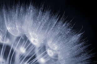 microphotograph of dandelion HD wallpaper