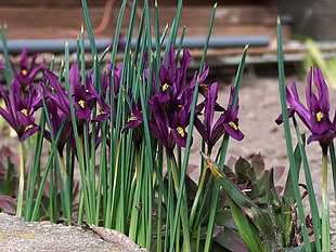 purple flowers at daytime