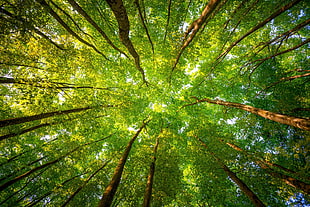 low angle photography green tree HD wallpaper