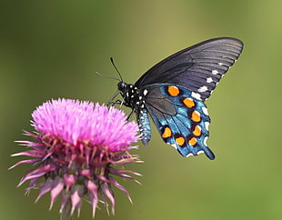 Spicebush Swallowtail Butterfly perched on purple flower buds in closeup photography HD wallpaper
