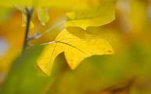 selective focus photography of yellow maple leaf