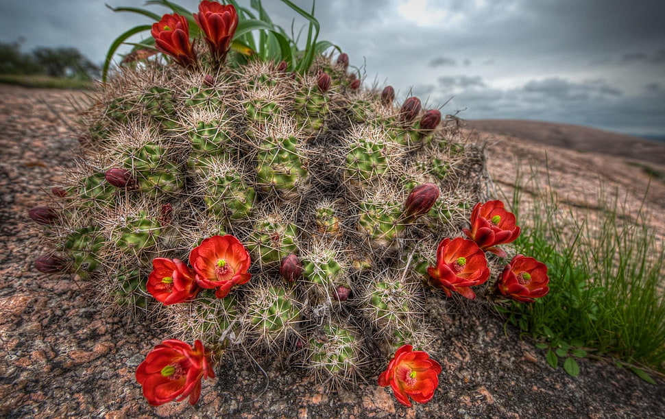 red and green cactus and flowers HD wallpaper