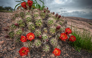 red and green cactus and flowers