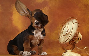 tricolor Basset Hound in front of fan