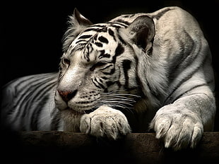 white tiger, tiger, animals, big cats HD wallpaper