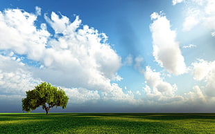 green leafed tree, landscape, sky, trees, clouds