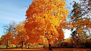 maple tree, trees