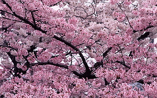 Blossoms,  Twigs,  Spring,  Tree HD wallpaper