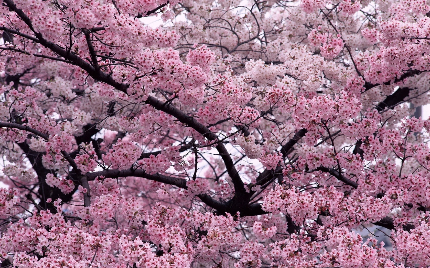 Blossoms,  Twigs,  Spring,  Tree