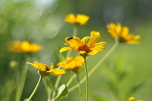 Beetle on yellow flower during daytime HD wallpaper