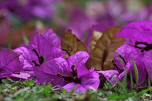 shallow focus photography of purple bougainville flower